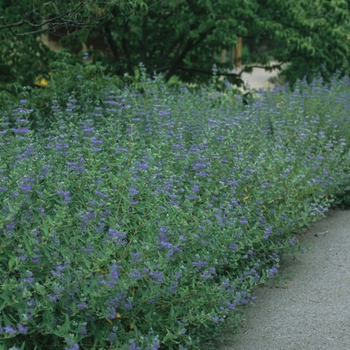 Caryopteris clandonensis 'Dark Knight' - Blue Mist Shrub
