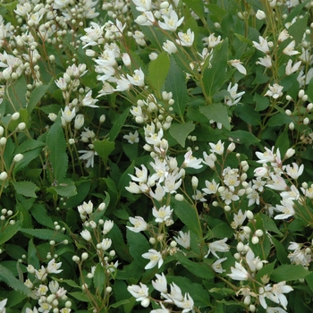 Deutzia gracilis ''Nikko'' - Dwarf Nikko Deutzia