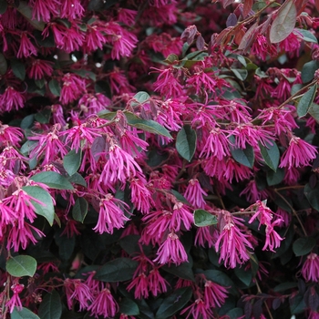Loropetalum chinense Zhuzhou Fuchsia - Chinese Loropetalum