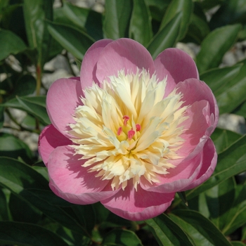 Paeonia lactiflora 'Bowl of Beauty' - Hybrid Peony