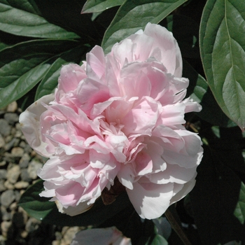 Paeonia 'Lady Orchid' - Lady Orchid Peony