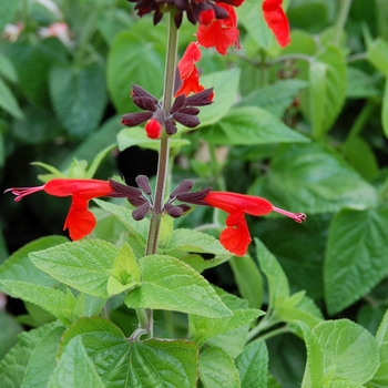 Salvia coccinea 'Forest Fire' - Forest Fire Salvia