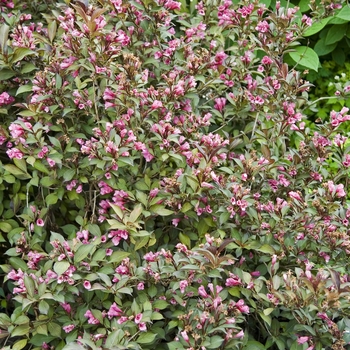 Weigela florida 'Wine & Roses' - Weigela