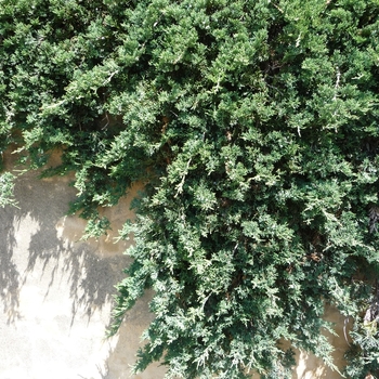 Juniperus horizontalis 'Wiltonii' - Creeping Juniper