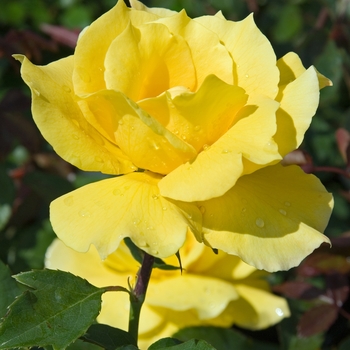 Rosa 'Midas Touch' - Midas Touch Rose