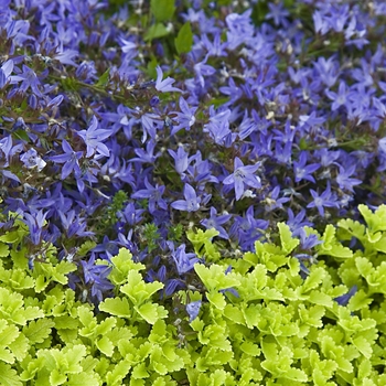 Campanula poscharskyana 'Blue Waterfall' - Bellflower-Serbian