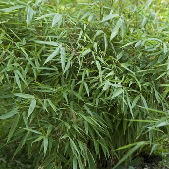 Fargesia rufa - Green Panda Bamboo