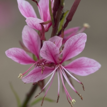 Gaura lindheimeri 'Passionate Rainbow' - Wand Flower