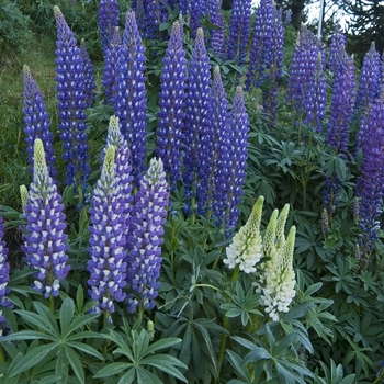 Lupinus polyphyllus - Bog Lupine
