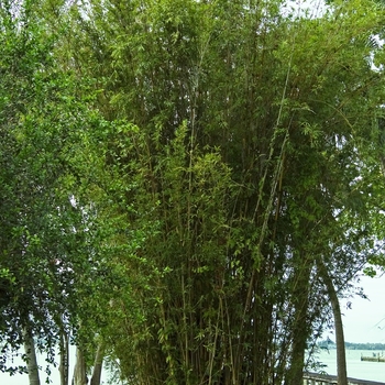 Bambusa multiplex 'Alphonse Karr' - Alphonse Karr Bamboo