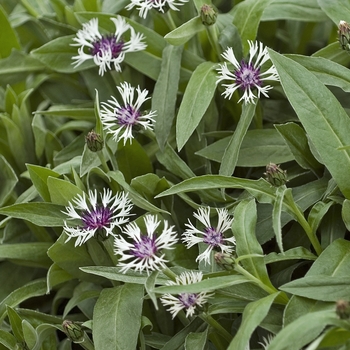 Centaurea montana 'Amethyst in Snow' - Bachelor's Button