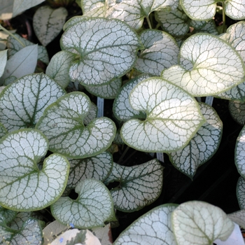 Brunnera macrophylla 'Looking Glass' - Siberian Bugloss