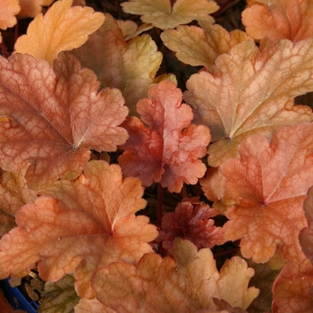 Heuchera 'Peach Flambe' - Coral Bells