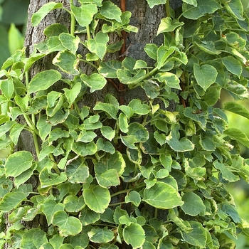 Hydrangea petiolaris - Climbing Hydrangea