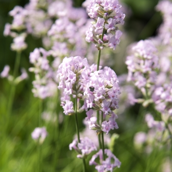 Lavandula angustifolia 'Jean Davis' - Jean Davis Lavender