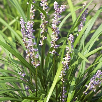 Liriope spicata 'Big Blue' - Big Blue Liriope