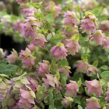 Origanum 'Kent Beauty' - Ornamental Oregano