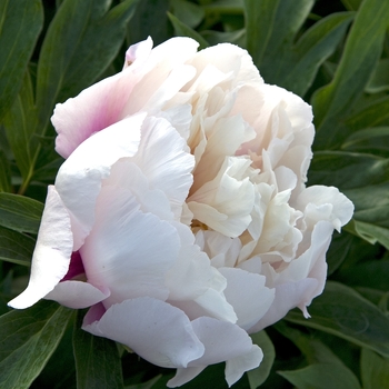 Paeonia 'Cora Louise' - Cora Louise Peony
