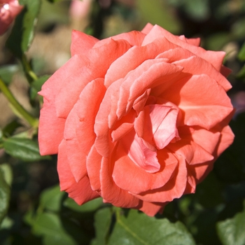Rosa climber 'America' - America Rose