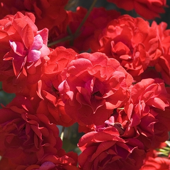 Rosa Floribunda 'Showbiz' - Showbiz Rose