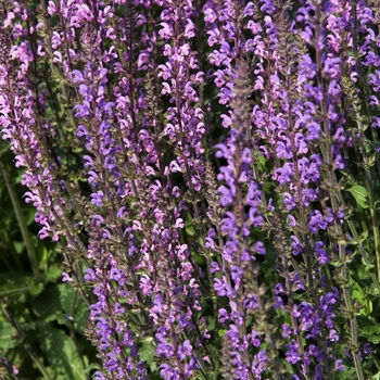Salvia pratensis 'Twilight Serenade' - Sage