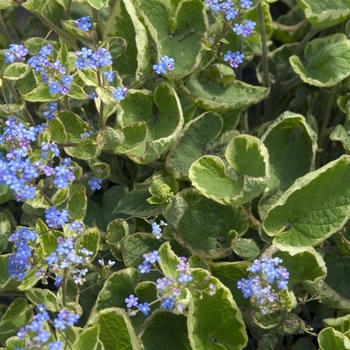 Brunnera macrophylla 'Hadspen Cream' - Heartleaf Brunnera