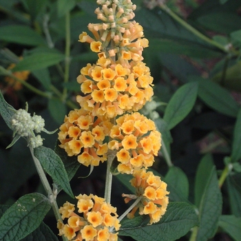 Buddleia x 'Honeycomb' - Butterfly Bush