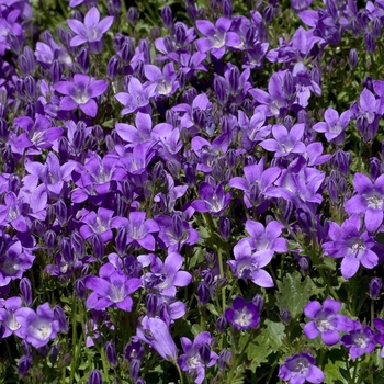 Campanula 'Birch Hybrid' - Bellflower