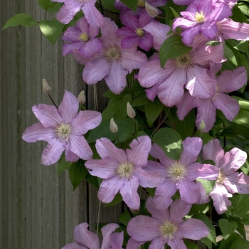 Clematis 'Comtesse De Bouchard' - Comtesse De Bouchard Clematis