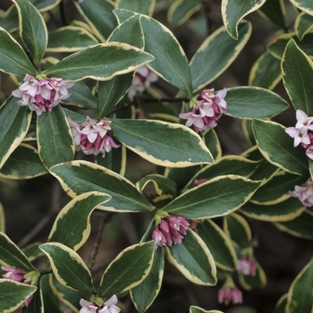 Daphne odora 'Aureo-marginata' - Winter Daphne