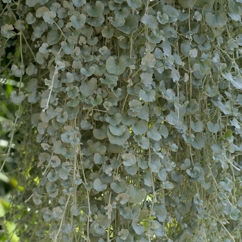Dichondra repens 'Silver Falls' - Dichondra
