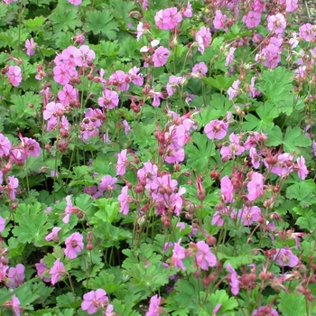 Geranium cantabrigiense 'Karmina' - Geranium-Hardy