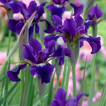 Iris sibirica 'Ruffled Velvet' - Siberian Iris