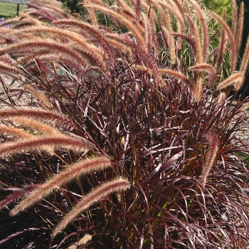 Pennisetum setaceum 'Rubrum' ' Rubrum Purple Fountain Grass' - Graceful Grasses™