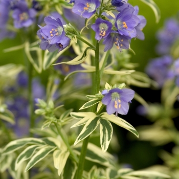 Polemonium caeruleum 'Brise d'Anjou' - Variegated Jacob's Ladder
