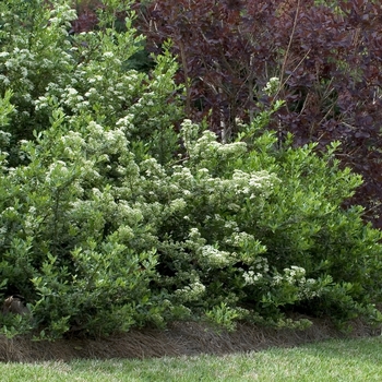 Pyracantha 'Mojave' - Firethorn