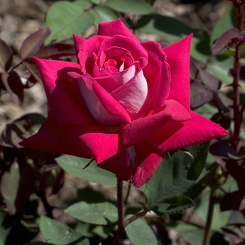 Rosa Grandiflora 'Love' - Love Rose