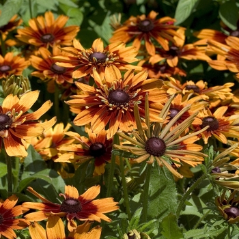 Rudbeckia hirta 'Autumn Colors' - Black-eyed Susan