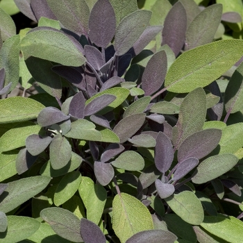 Salvia officinalis 'Purpurascens' - Purple Sage