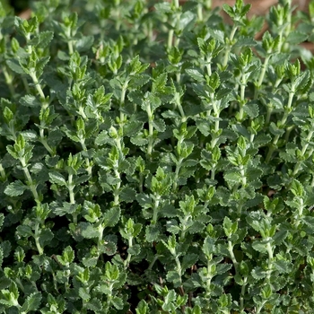 Teucrium chamaedrys - Common Germander