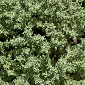Thymus citriodorus 'Argenteus' - Silver-edge Thyme