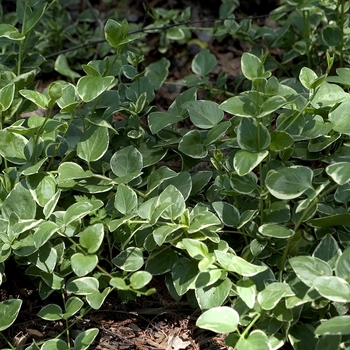 Vinca major 'Variegata' - Periwinkle