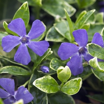 Vinca minor ''Ralph Shugert'' - White variegated Vinca