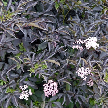 Elderberry - Black Beauty™