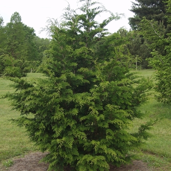 Chamaecyparis obtusa - Hinoki False Cypress