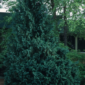 Chamaecyparis obtusa 'Gracilis' - Slender Hinoki Cypress