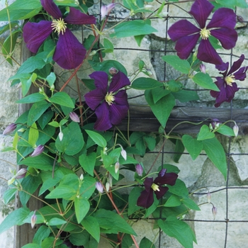 Clematis viticella 'Etoile Violette' - Clematis