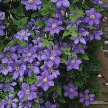 Clematis 'General Sikorski' - General Sikorski Clematis