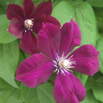Clematis hybrid 'Niobe' - Hybrid Clematis