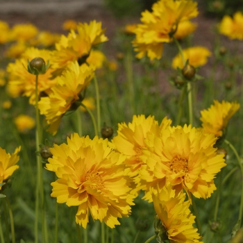 Coreopsis grandiflora 'Sunray' - Tickseed